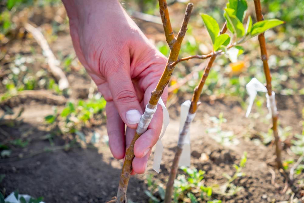 Plum Sprouts and Clematis Death
