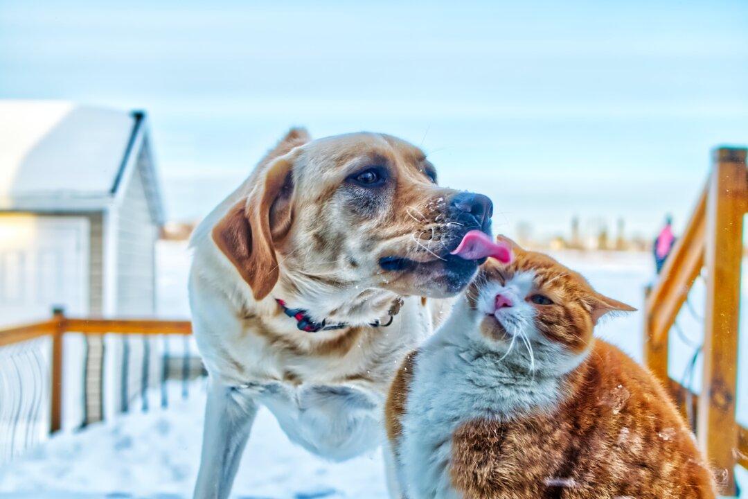 ‘Adopting a Pet Can Be Fun but It’s Not a Game’: Rising Number of Adopted Pets Being Returned