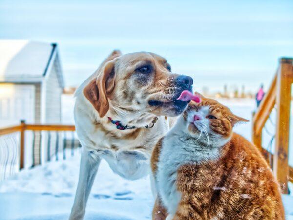 Dogs appear to be better than cats for helping their owners deal with the mental pressures of lockdowns. (Yan Laurichesse/Unsplash)