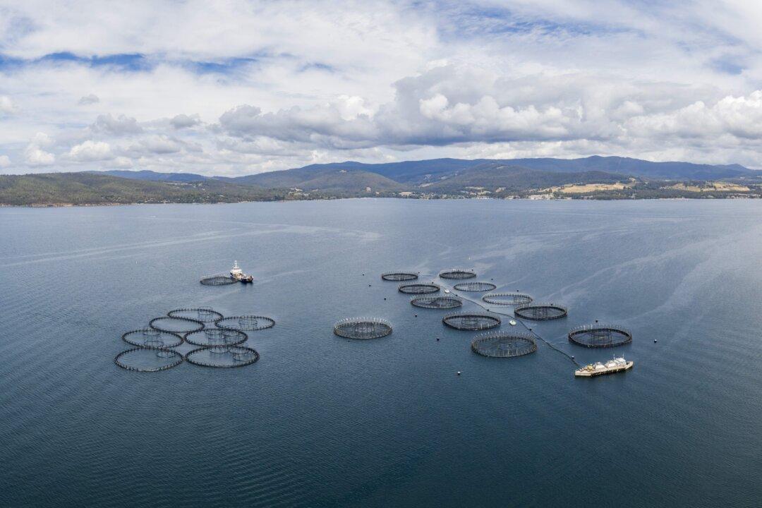 Supermarkets Defend Salmon Supplies With Skate on Skids