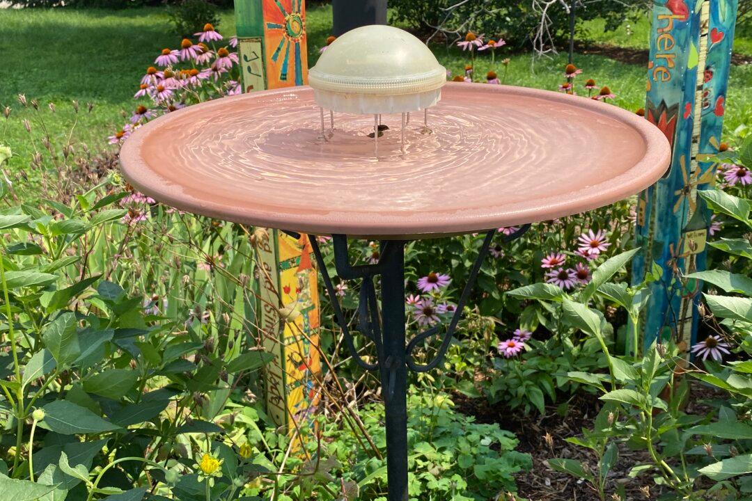 Wild Bird ‘Toys’ That Keep Birds Coming Back