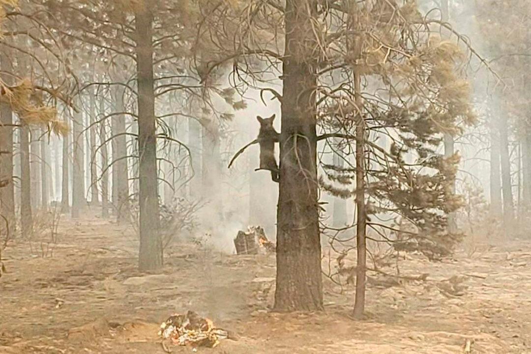 Western Wildfires: California Blaze Crosses Into Nevada