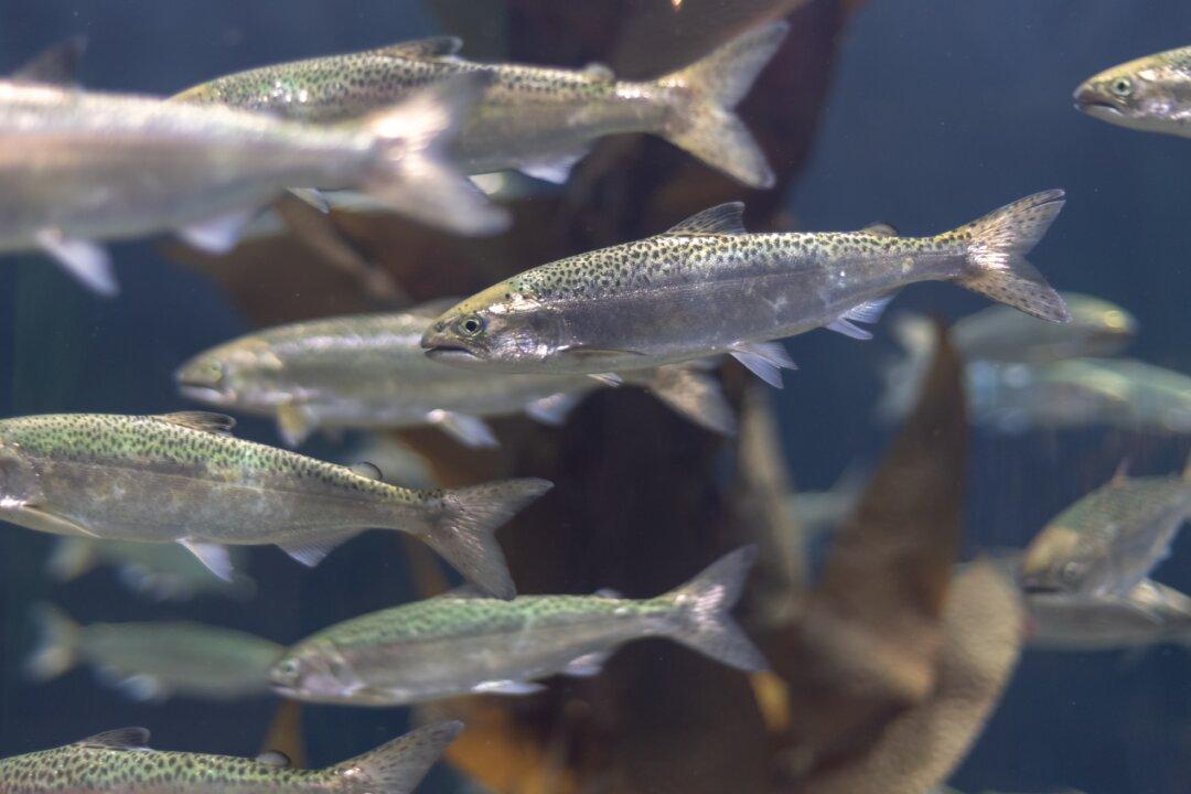 Union Pushes Back Against Environment Group’s Claims Against Tasmania’s Salmon Industry
