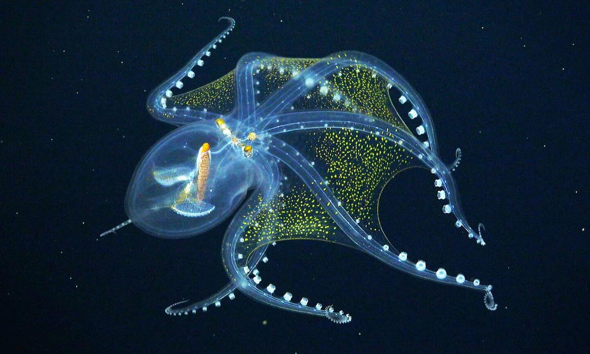 Ocean Researchers Capture Deep-Sea ‘Glass Octopus’ on Video—and It’s Out of This World