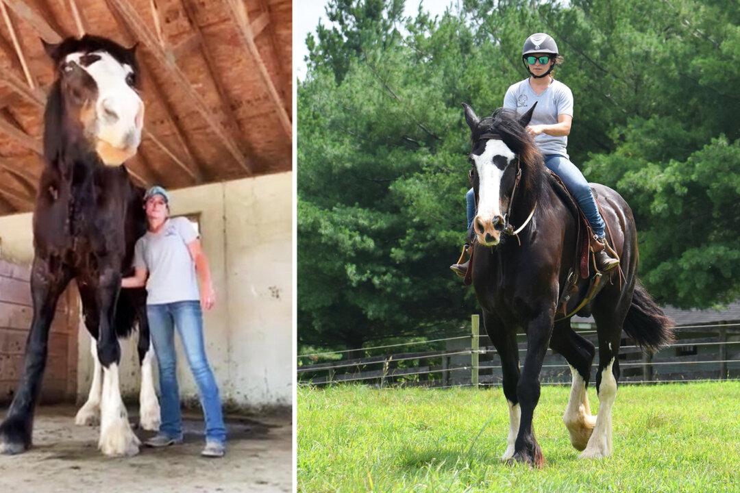 Meet Phantom: One of the World’s Tallest Horses That Outgrew His Owner’s Stables
