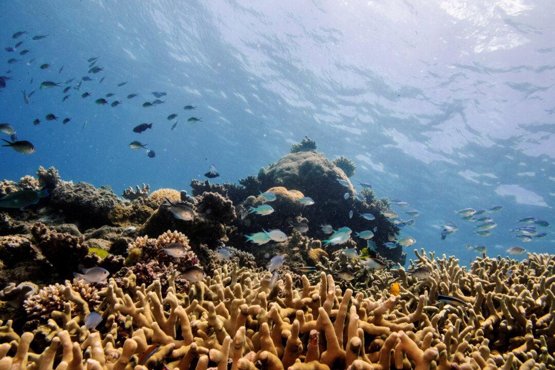 Aussie Artist and Industrial Designer Prints 3D Parts to Save the Sea