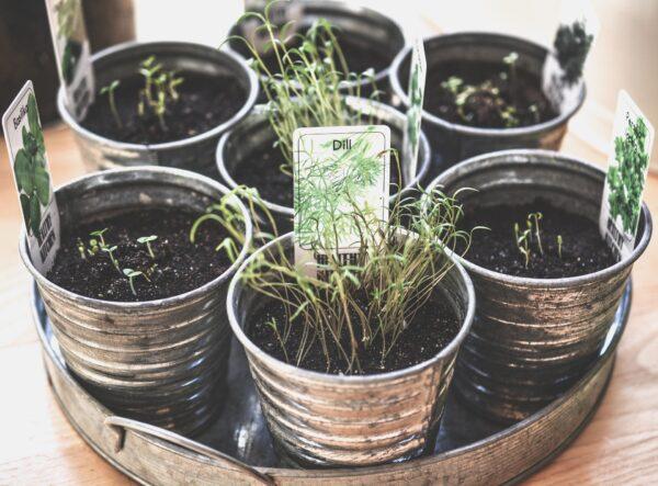 Vegetables benefit from high-quality potting soil. (Monicore/Pixabay)