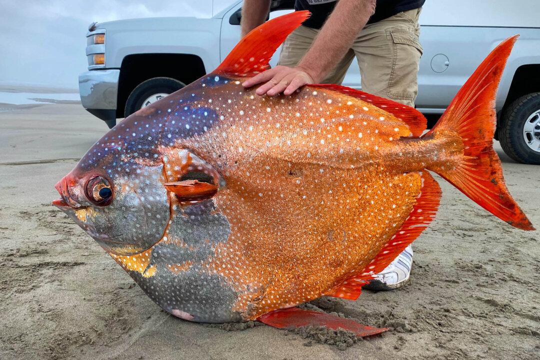 Beach Volunteer Finds Massive 100-Pound Moonfish Washed Up in Oregon—and the Photos Go Viral