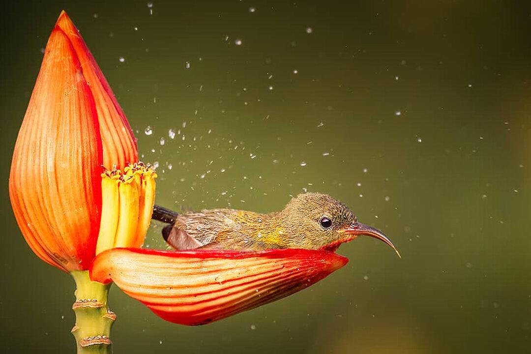 Photographer Snaps Fairytale-Like Scene of Female Sunbird Taking Bath in Dew-Filled Flower Petal