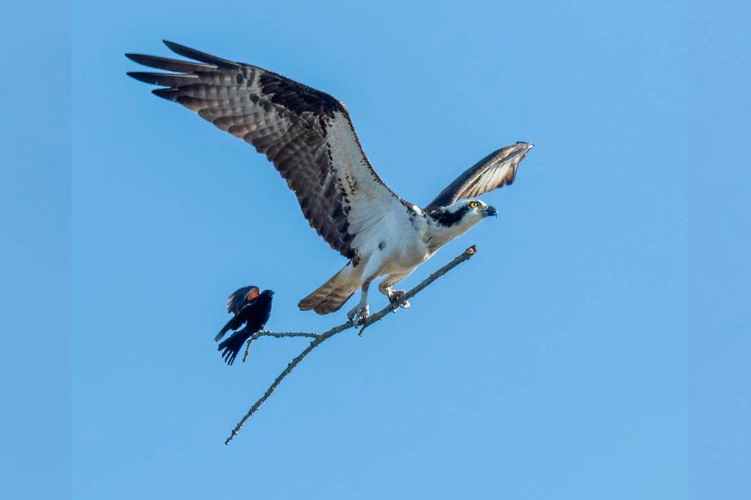 Once-in-a-Lifetime Photo of Small Bird Hitching a Ride on Bigger Bird’s Stick