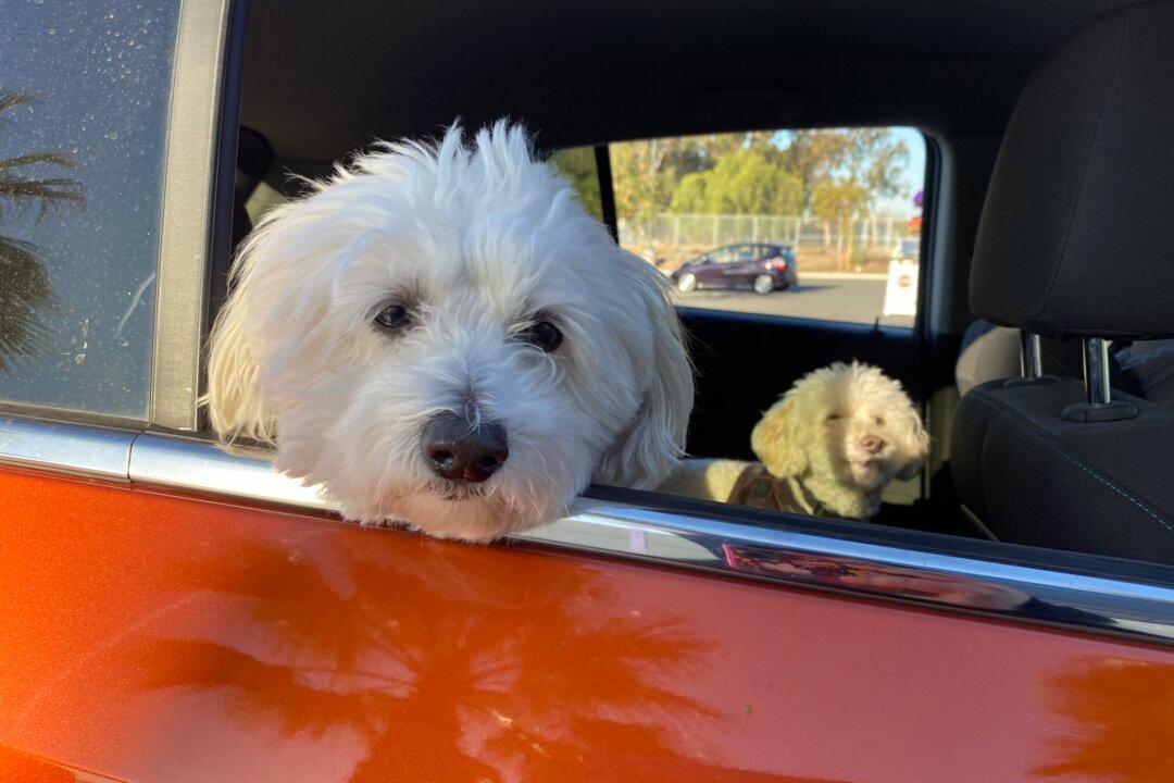 Pet Surrenders are on the Rise as Housing Issues Prevail