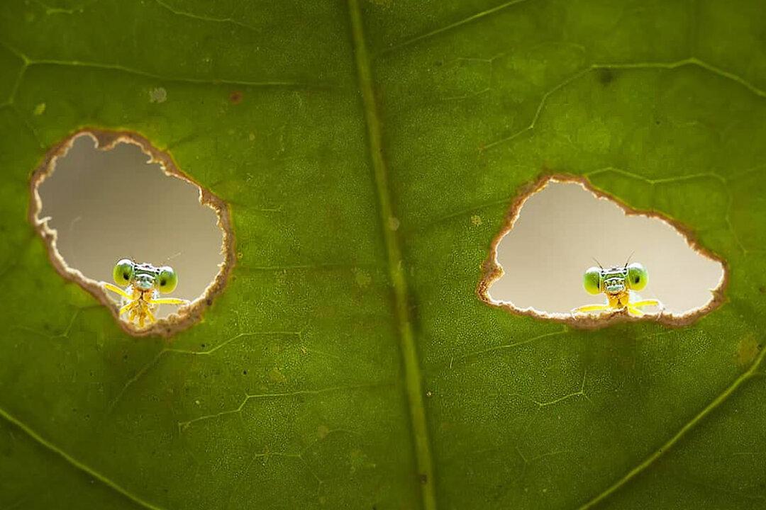 Macro Photographer Captures Damselflies and Other Crawlers ‘Spying’ on Him From Hiding Spots