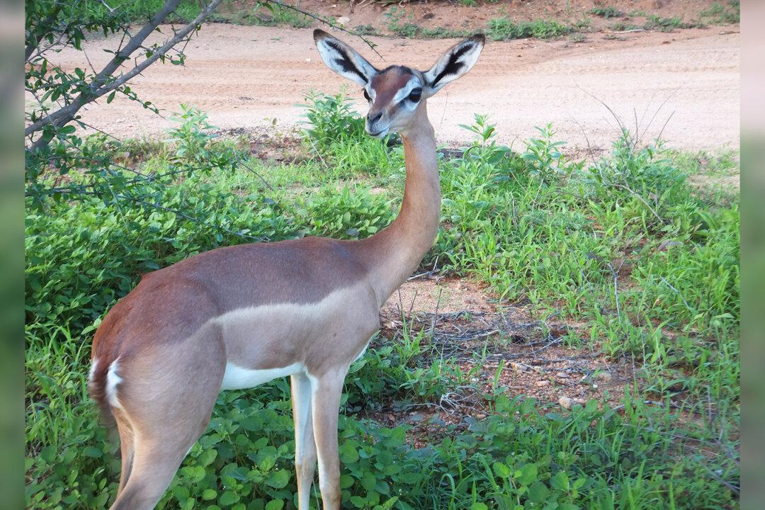 Unique-Looking ‘Gerenuk’ Antelope Can Survive Its Whole Life Without Ever Drinking Water