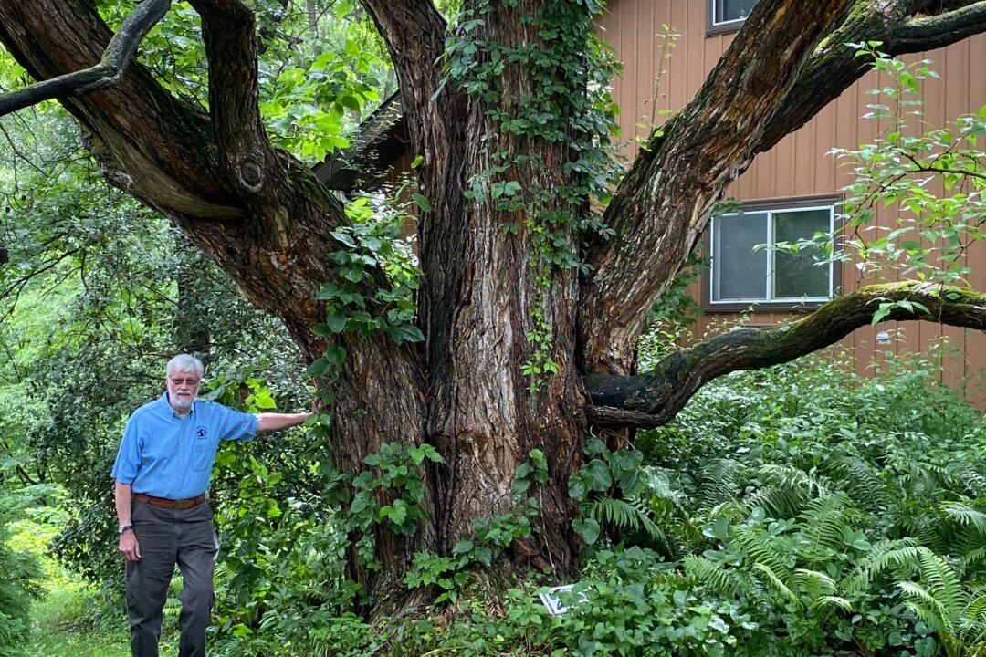 Choosing old, new trees for your lawn