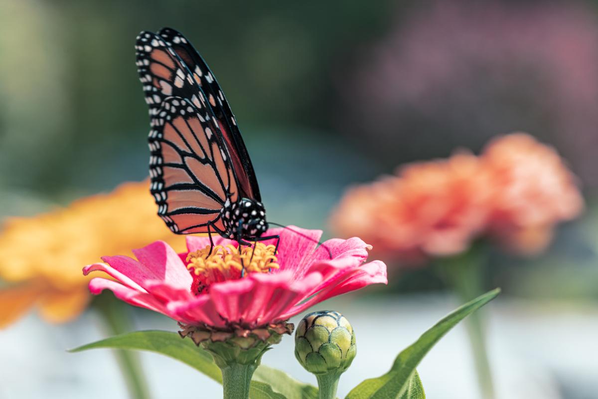 Pollinator Gardens That Get the Butterflies and Bees Buzzing