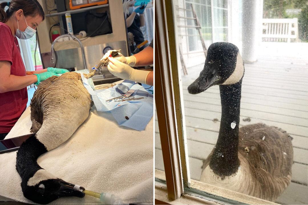 Loyal Goose Woefully Watches Injured Mate Undergo Surgery Through Window of Wildlife Hospital
