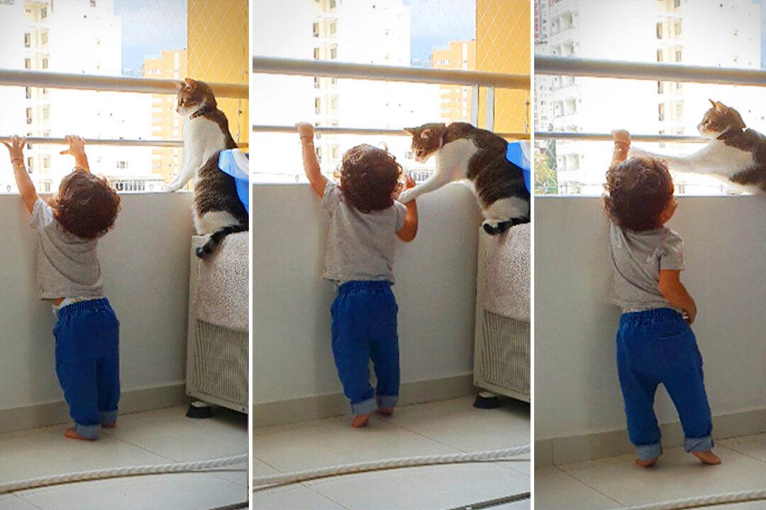 VIDEO: Quick-Thinking Family Cat Sees Toddler Reach for High-Rise Balcony Rail, Takes Adorable Action