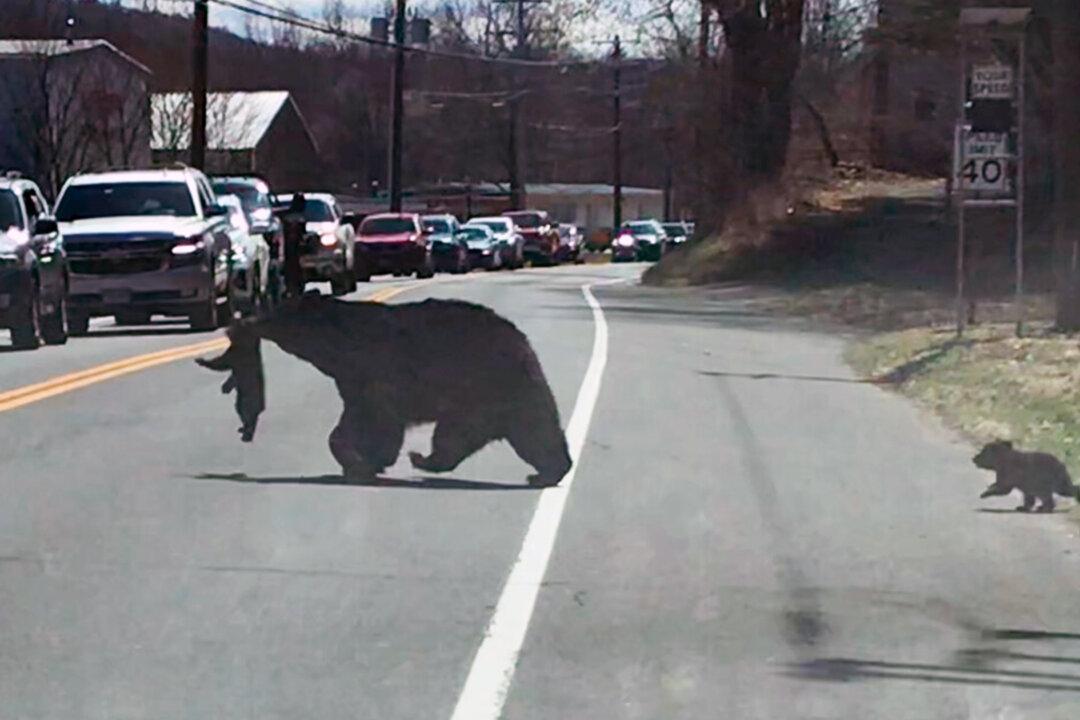Video: Patient Motorists Wait as Mama Bear Struggles to Cross Road With 4 Unruly Cubs