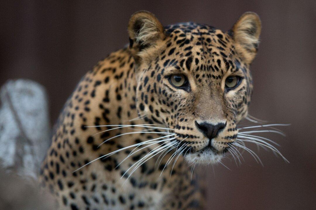 Florida Zoo: Man Injured by Jaguar After Crossing Barrier
