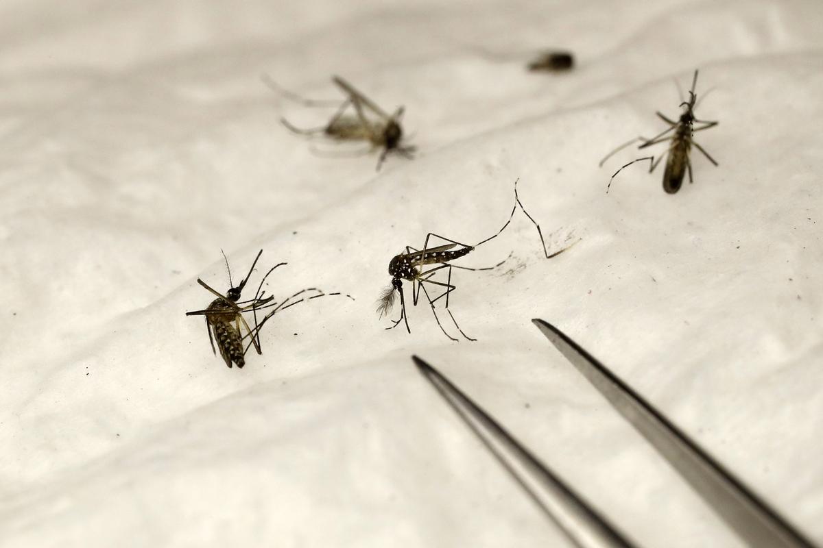 ‘Significant Surge’ in Mosquitoes Carrying West Nile Virus Sparks Concern in Nevada
