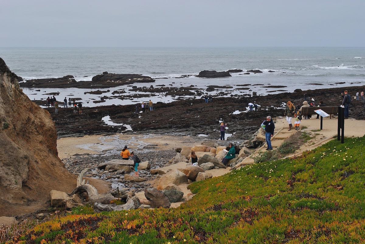 Tide Pools, Seascapes, and a Fairy-Tale Grove