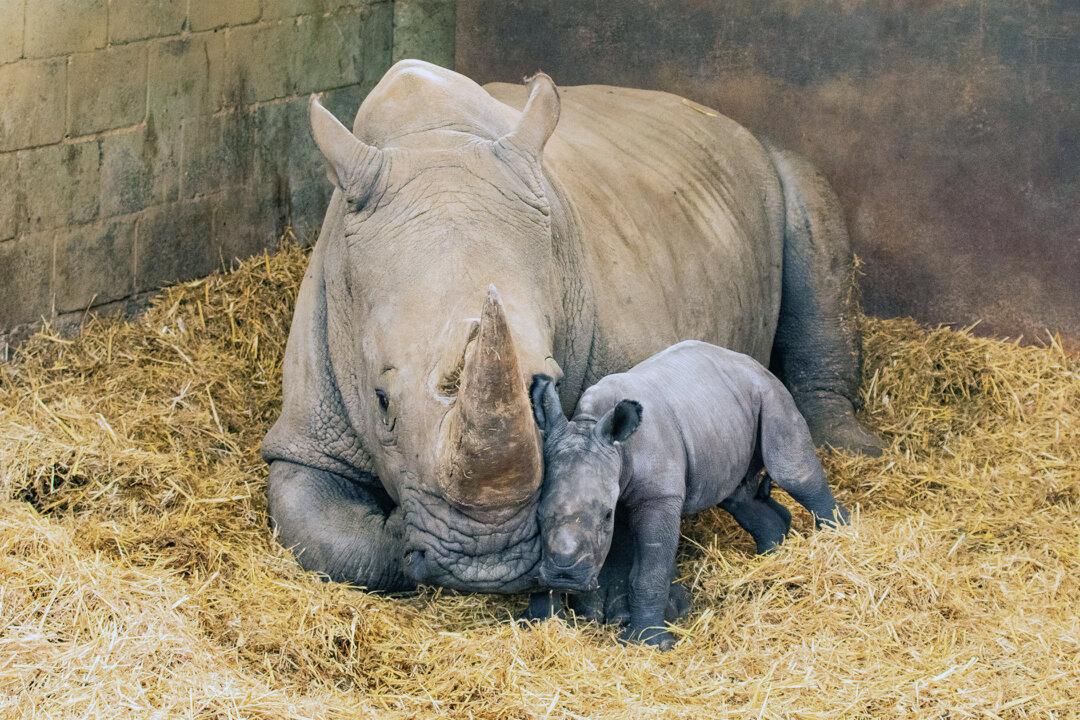 Southern White Rhino Mom Gives Birth to Female Calf at London Zoo—And the Photos Are Adorable