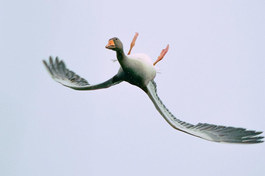 Incredible Photos Show Bean Goose Performing Odd Upside-Down Aerial Acrobatics Maneuver