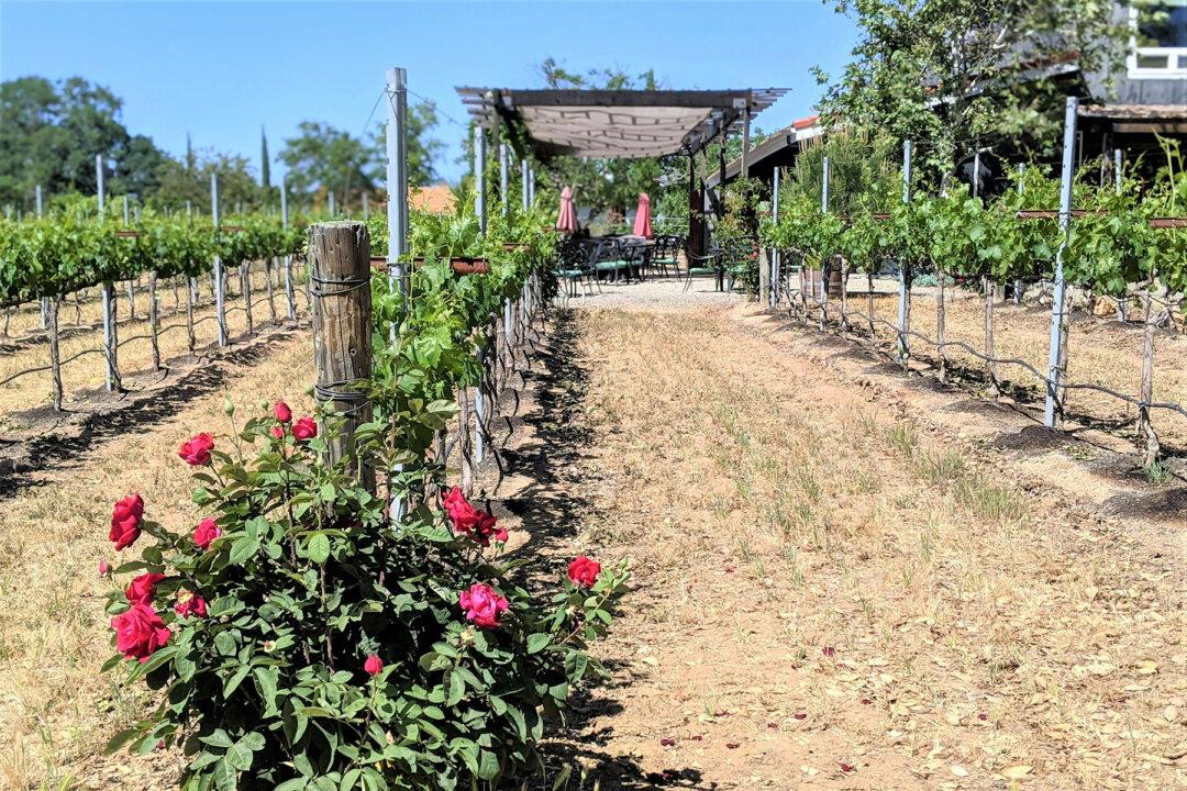 A Serendipitous Road Trip to Paso Robles