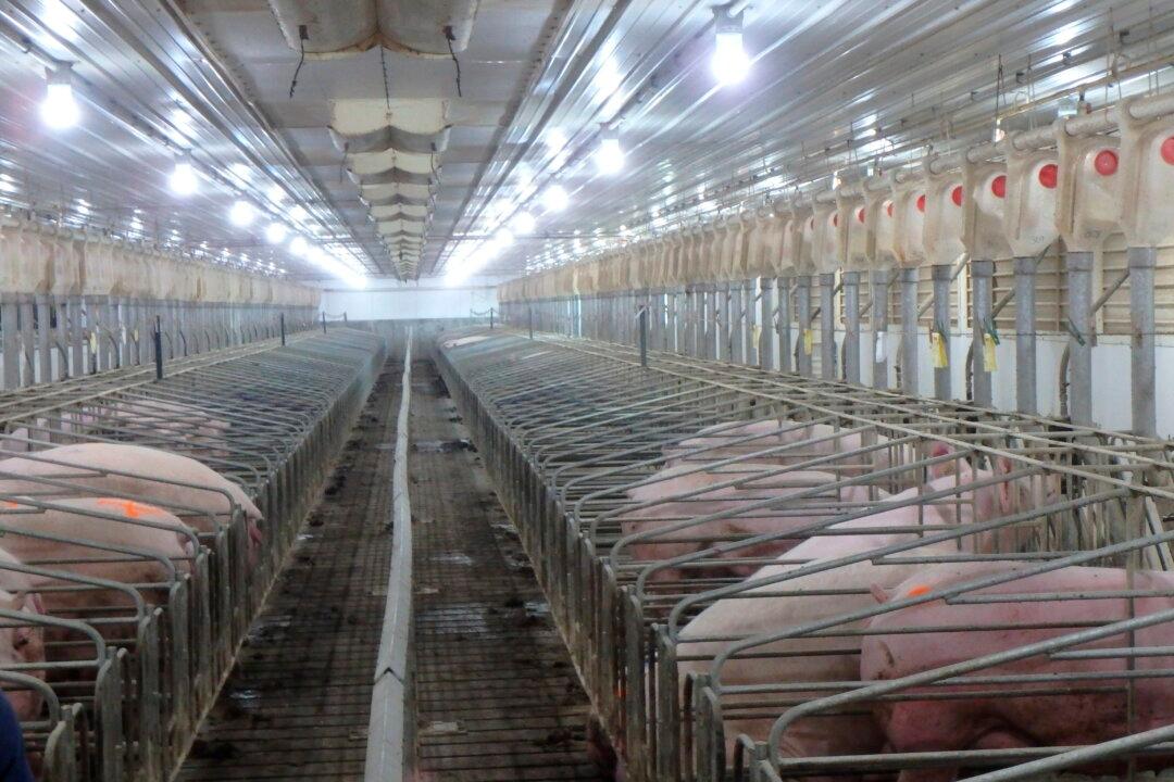 Republican Governors Ask Congress to Overturn California’s Pork Producing Law