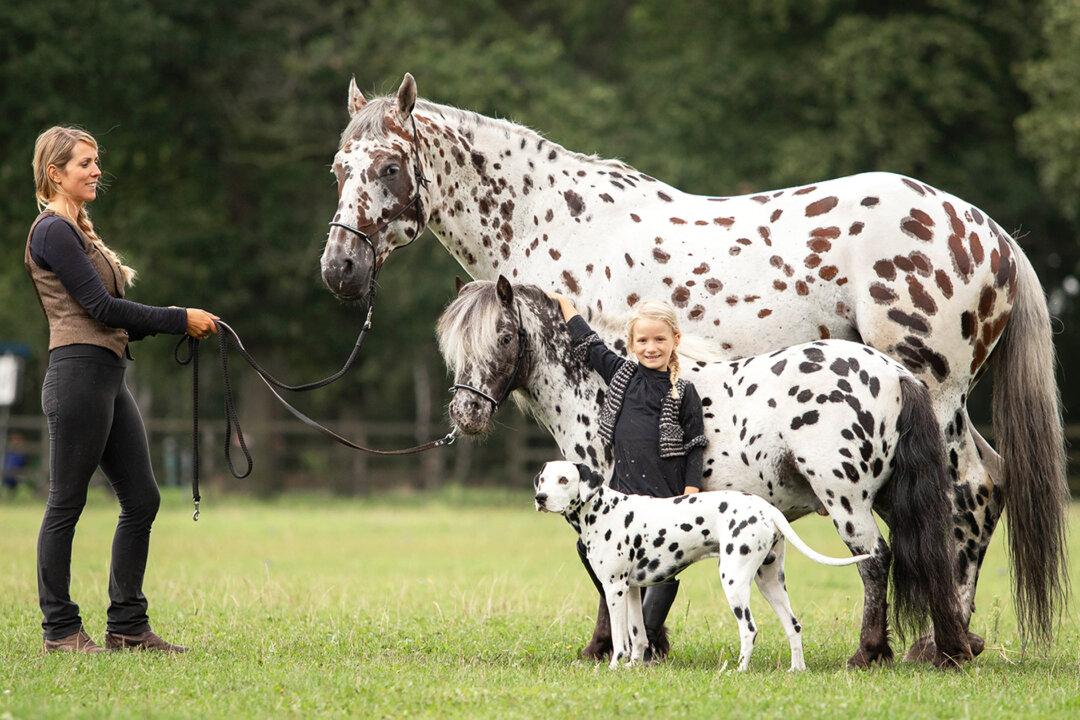Photos: ‘Identical-Looking’ Horse, Pony, and Dog With Matching Spots Are Best Friends