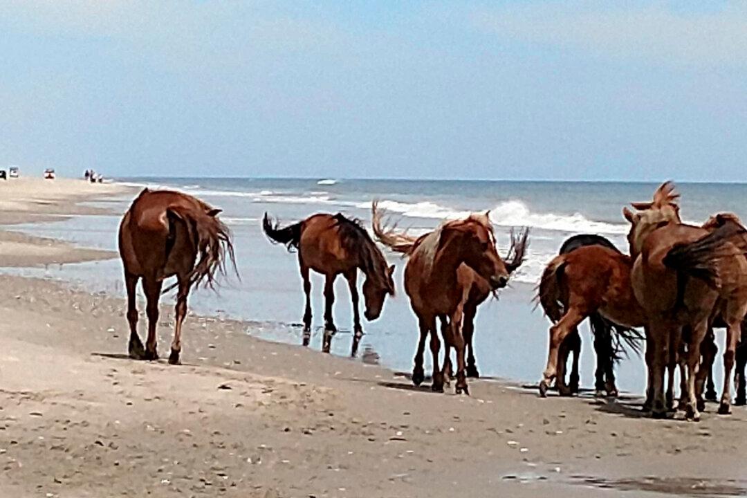 ‘Honorary Grandmother’ of North Carolina Wild Horses Dies
