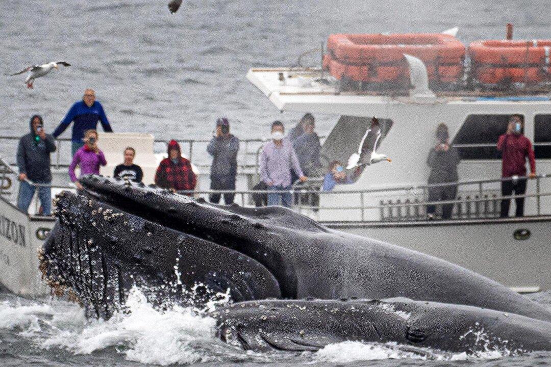 Whale Watchers Blown Away as 4 Huge Humpbacks Feast on the Fish Hiding Underneath Their Boat