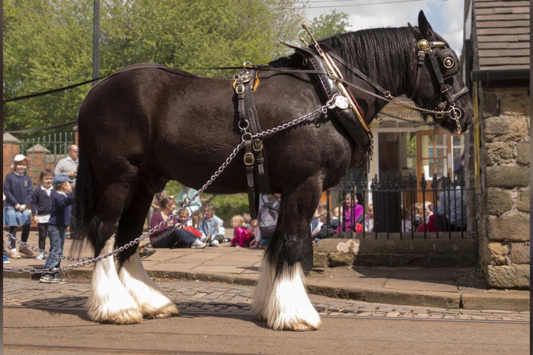 ‘Gentle Giants’: 5 of the World’s Largest Draft Horses—Displaying Awesome Power With a Tender Touch