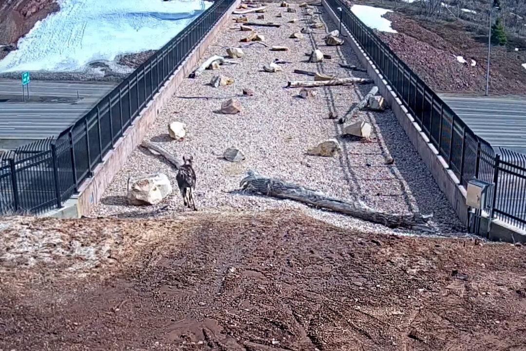Footage Shows Animals Using Wildlife Bridge to Cross Dangerous Interstate Highway in Utah
