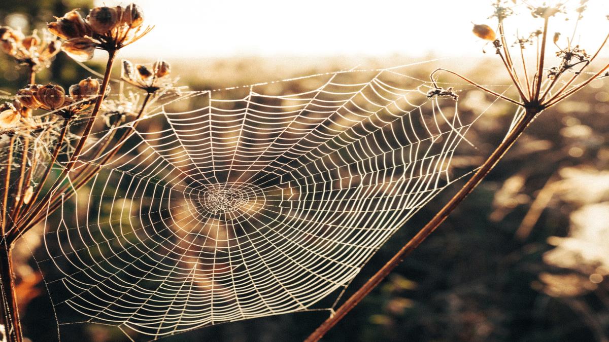Spider Venom Could Be the Miracle Cure for Heart Attacks