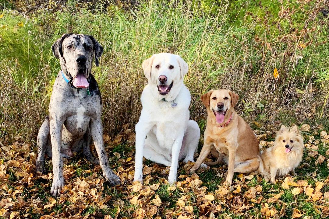 Dog Lovers’ Photos Show Great Dane Puppy Outgrowing His Canine Siblings in 2 Years