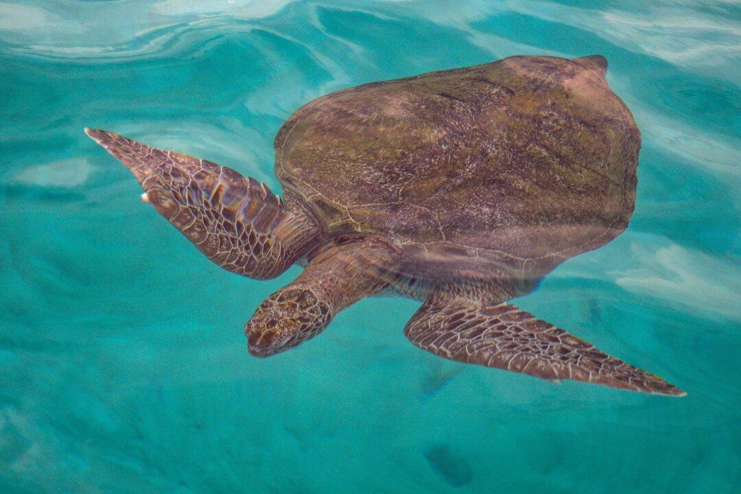 Study: Sea Turtles Found to Be Ingesting Large Amounts of Plastic