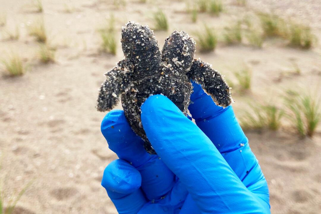 Rare 2-Headed Turtle Hatchling Found and Released on South Carolina Beach