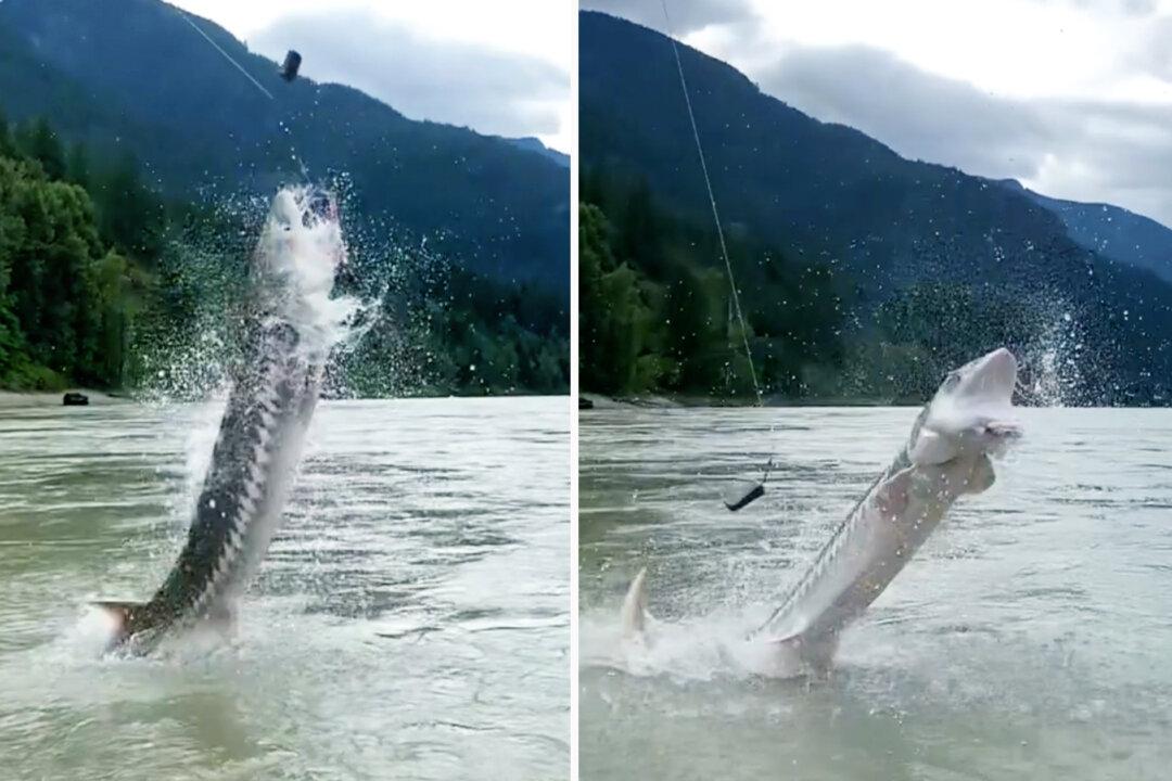 Fishing Guide Videos 10-Foot-Long, 400-Pound Sturgeon Leaping ‘On Top of Us’ on Fraser River