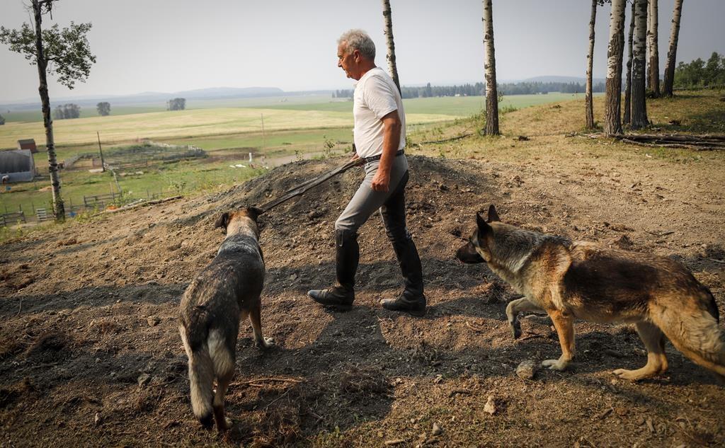 ‘Boom, They Were Gone:’ Alberta Trainers Mourn Loss of Two Horses Struck by Lightning