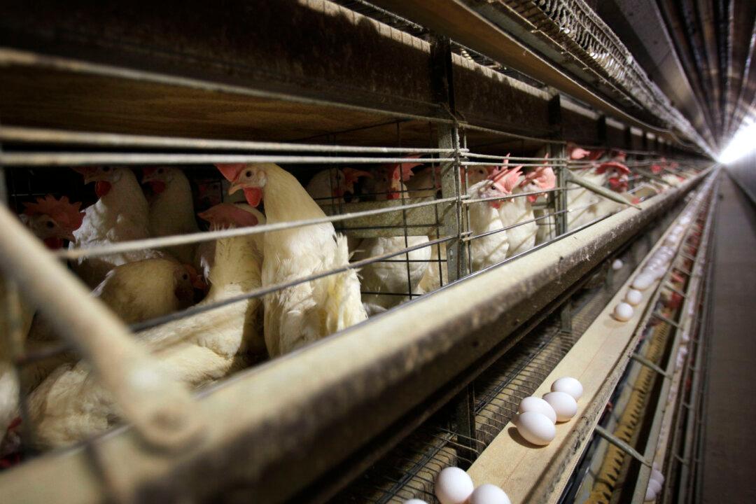 Lab Confirms Canada’s First Case of Avian Flu Infection in Humans in BC