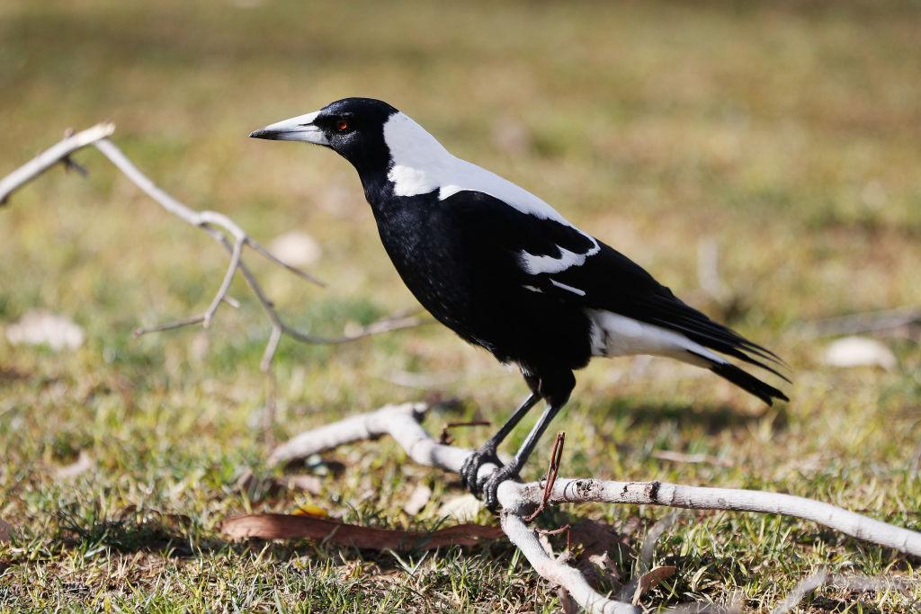 Birds Join Forces to Outwit Aussie Scientists