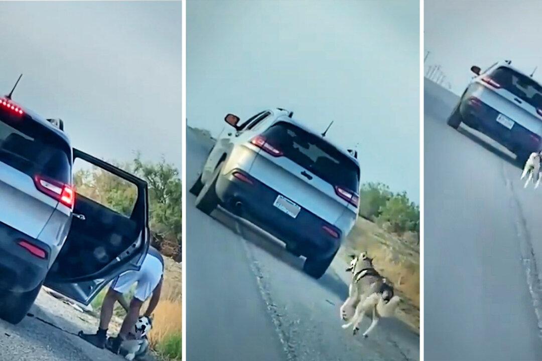 Video Shows Husky Run After Owner’s Car After Abandoned on Roadside; Family Gives Him New Home