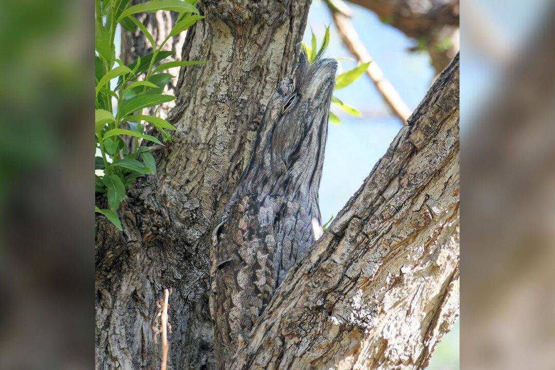 Can You Spot the Very Well-Camouflaged Creature in the Tree? (And Tell What Species It Is?)