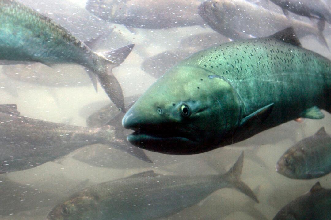 About 96,000 Salmon Die After Chlorine Leak in Arctic Norway