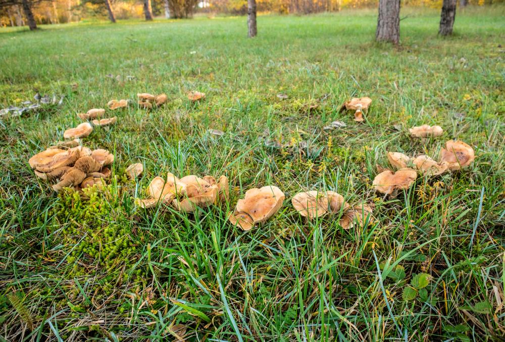 Fairy Rings and Barn Spiders