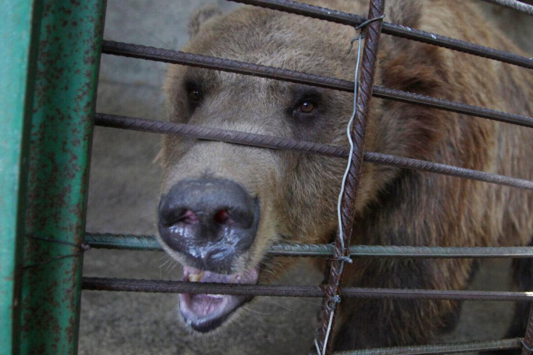 2 Bears That Were Rescued From Appalling Conditions Are Now Thriving at an Animal Sanctuary