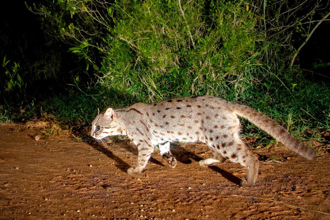 Photographer Sets Camera Trap to Capture Rusty-Spotted Cats, Leopards, Exotic Beasts in India