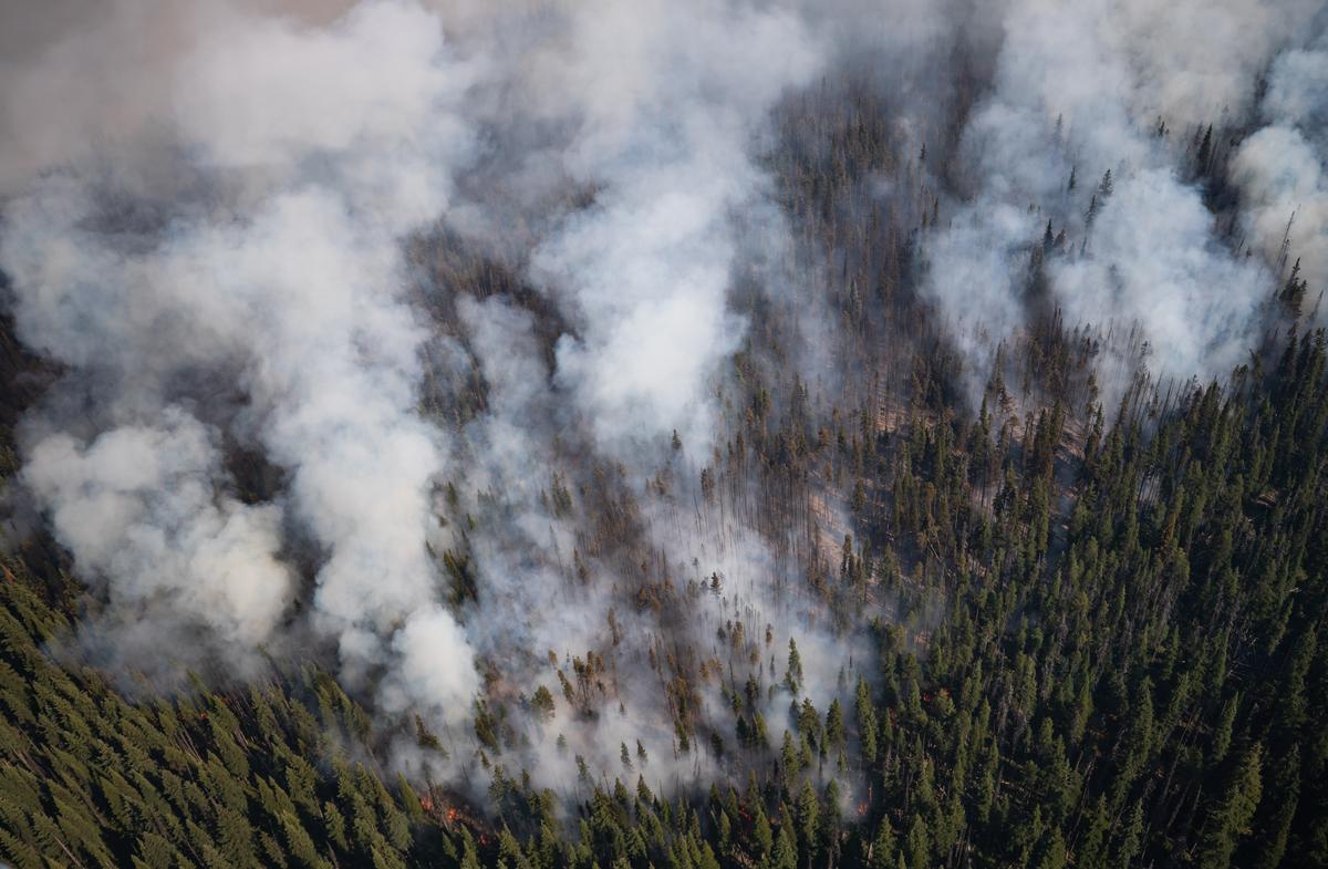 ‘Transformative Change’ Needed in BC Forest Management to Curb Wildfires: Forestry Scientist
