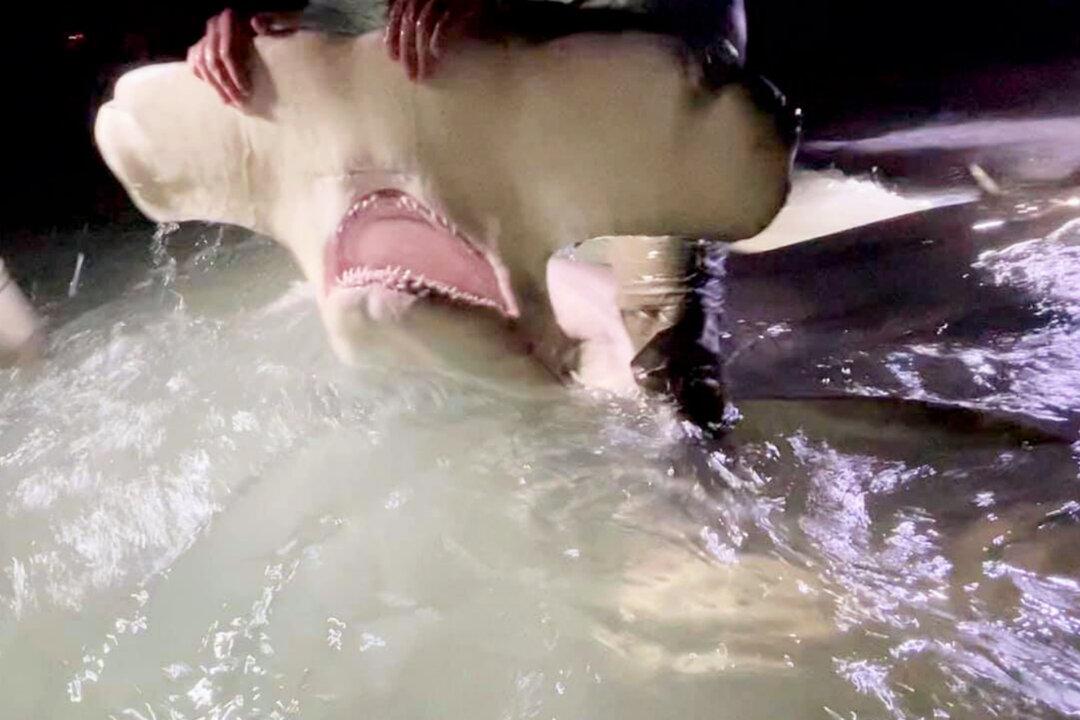‘Rare’ 13-Foot Hammerhead Shark Caught, Safely Released Off the Coast of Florida Panhandle